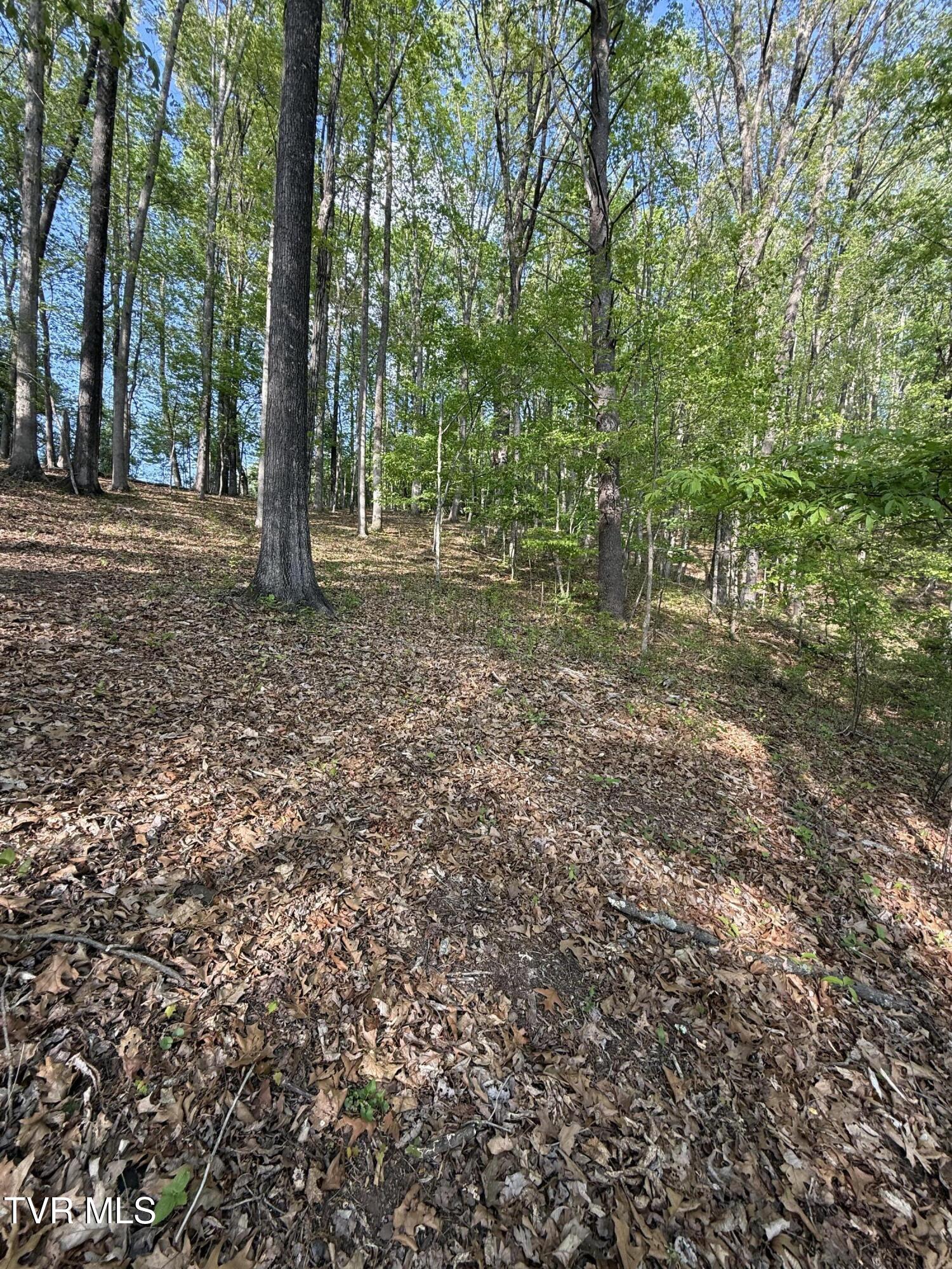 Tbd Bobs Hollow Road, Unit LOT 4 Elizabethton, TN 37643 - Photo 14 of 37 IMG_5226