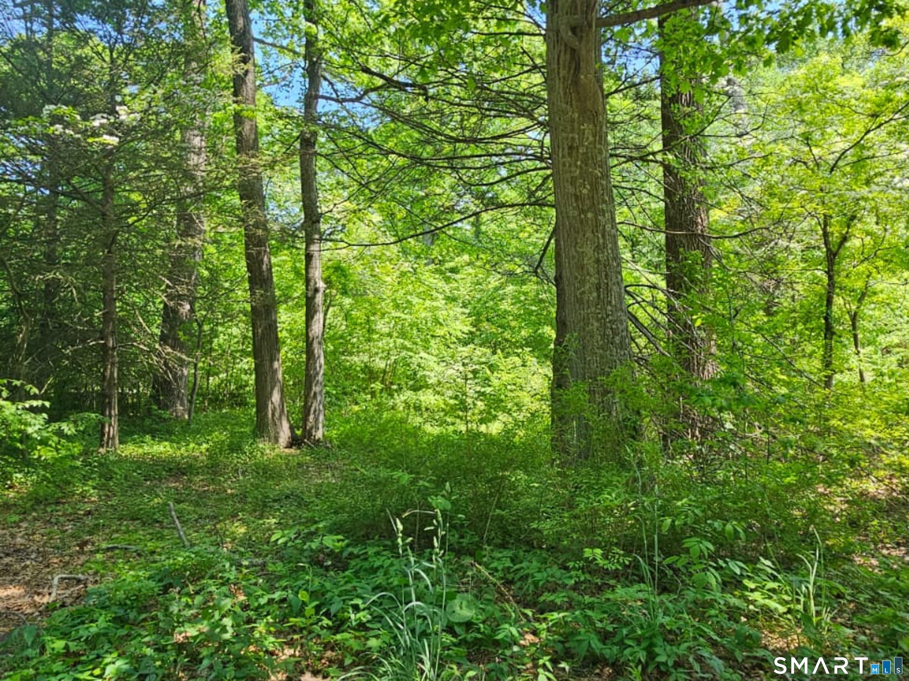 70 Hiram Hill Road Monroe, CT 06468 - Photo 11 of 12 a view of a lush green forest