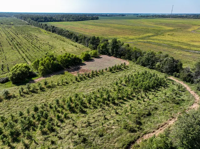 a view of a green field with lots of bushes
