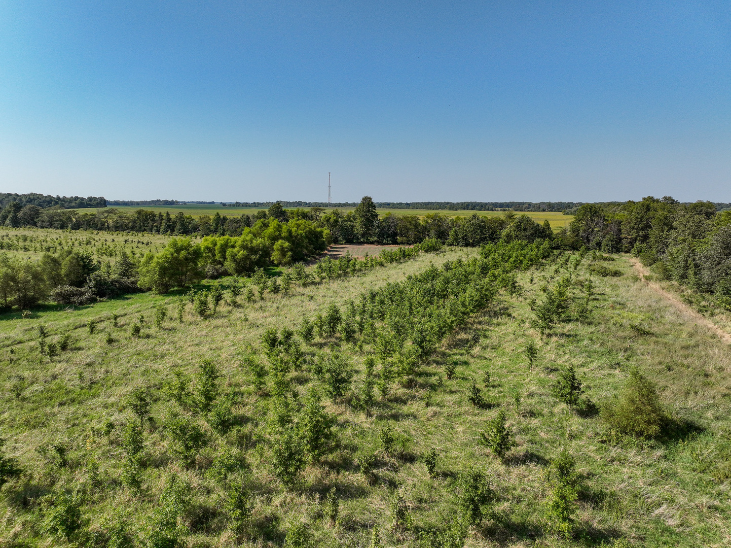Tract 4 Mayflower Road Clay City, IL 62824 - Photo 29 of 52 a view of a green field with lots of bushes