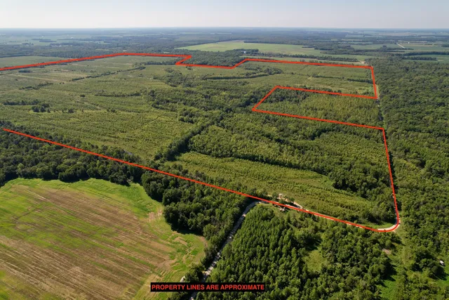 a view of a large body of water with a large tree