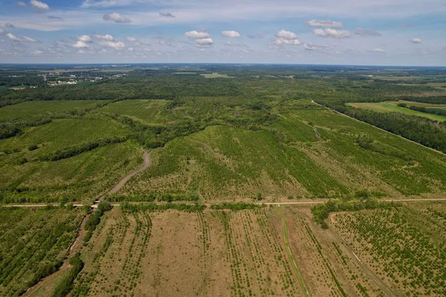 a backyard of a tree