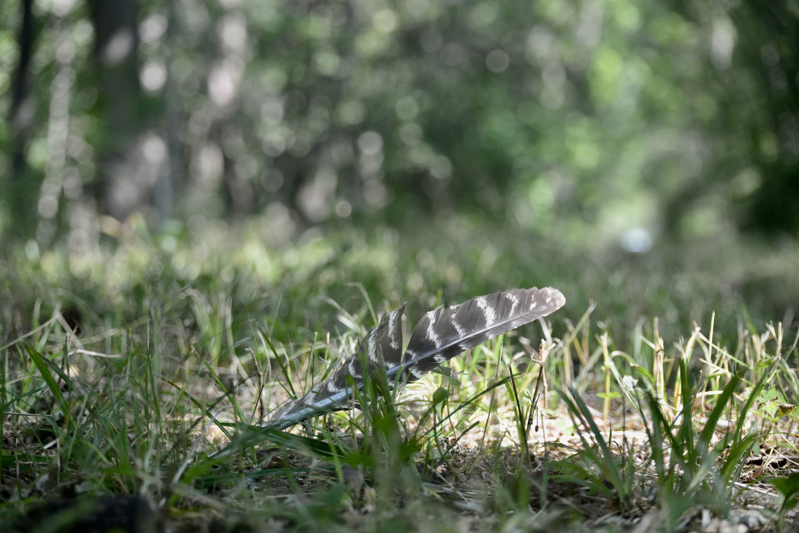 Tract 4 Mayflower Road Clay City, IL 62824 - Photo 36 of 52 a backyard of a tree