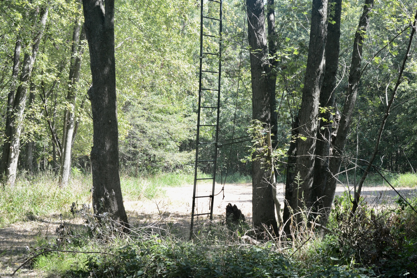 Tract 4 Mayflower Road Clay City, IL 62824 - Photo 37 of 52 a view of a forest