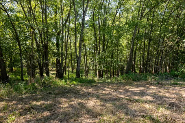 a view of a yard with plants and trees