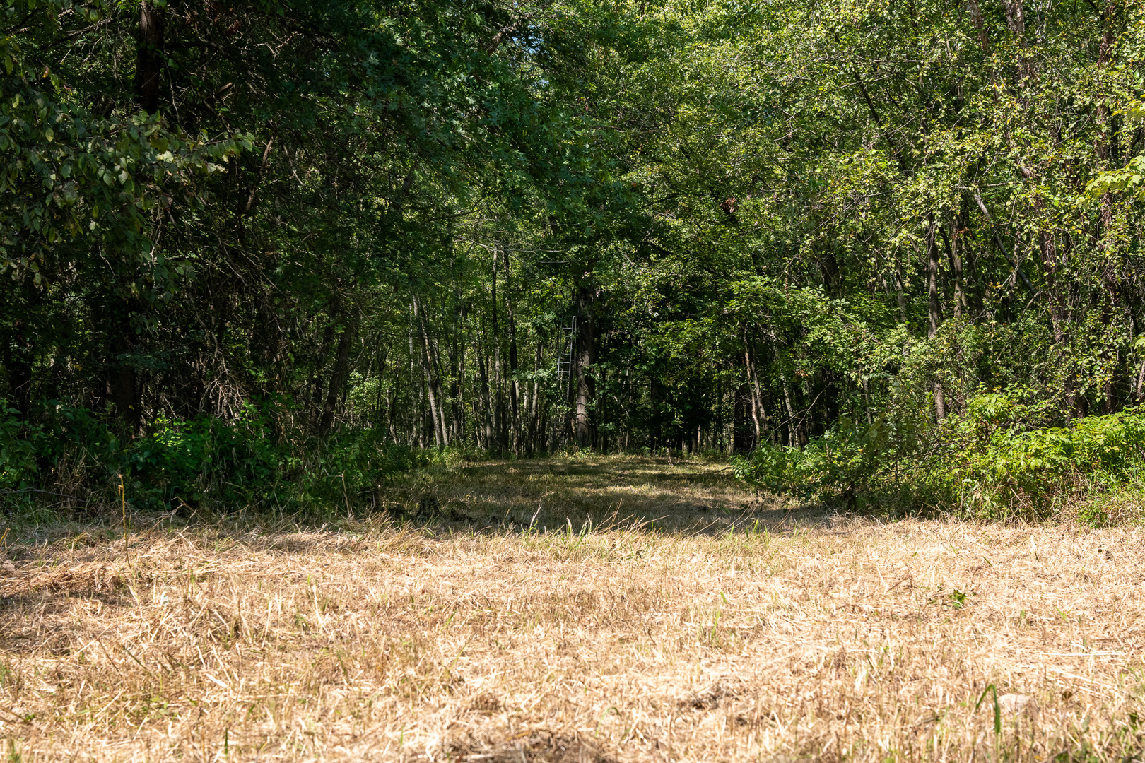 Tract 4 Mayflower Road Clay City, IL 62824 - Photo 40 of 52 a view of a yard with plants and trees