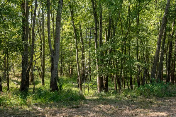 a view of a forest with trees