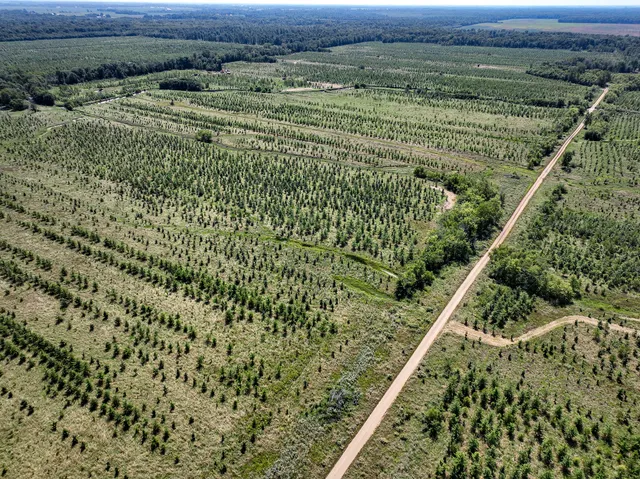 a view of a lush green space