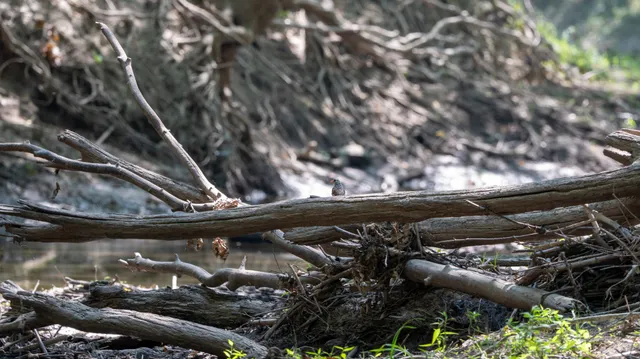 $3,528,000 | Tract 4 Mayflower Road, Clay City, IL 62824