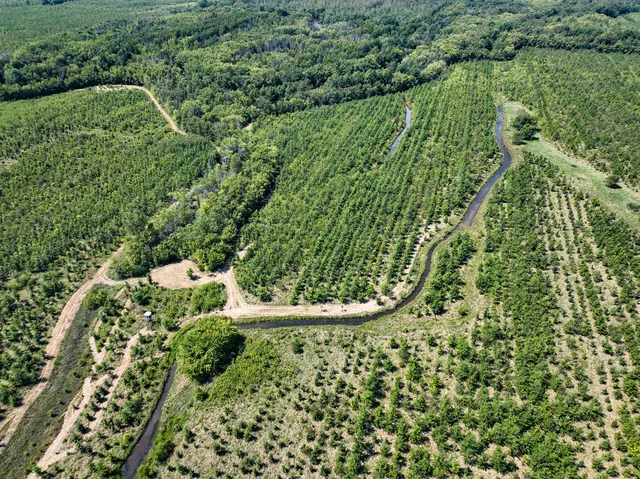 a view of a lush green forest with a lake