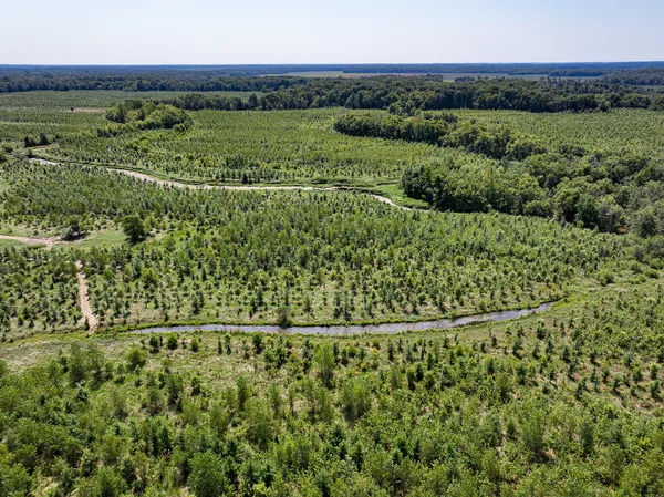 a view of a forest with a lake