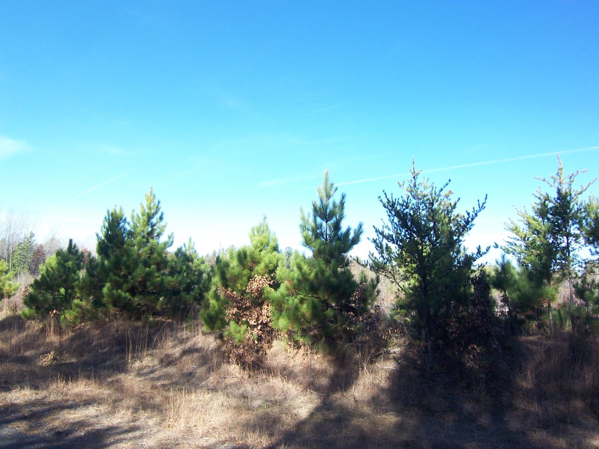 Lot 1 Black Brook Road Webster, WI 54893 - Photo 1 of 1
