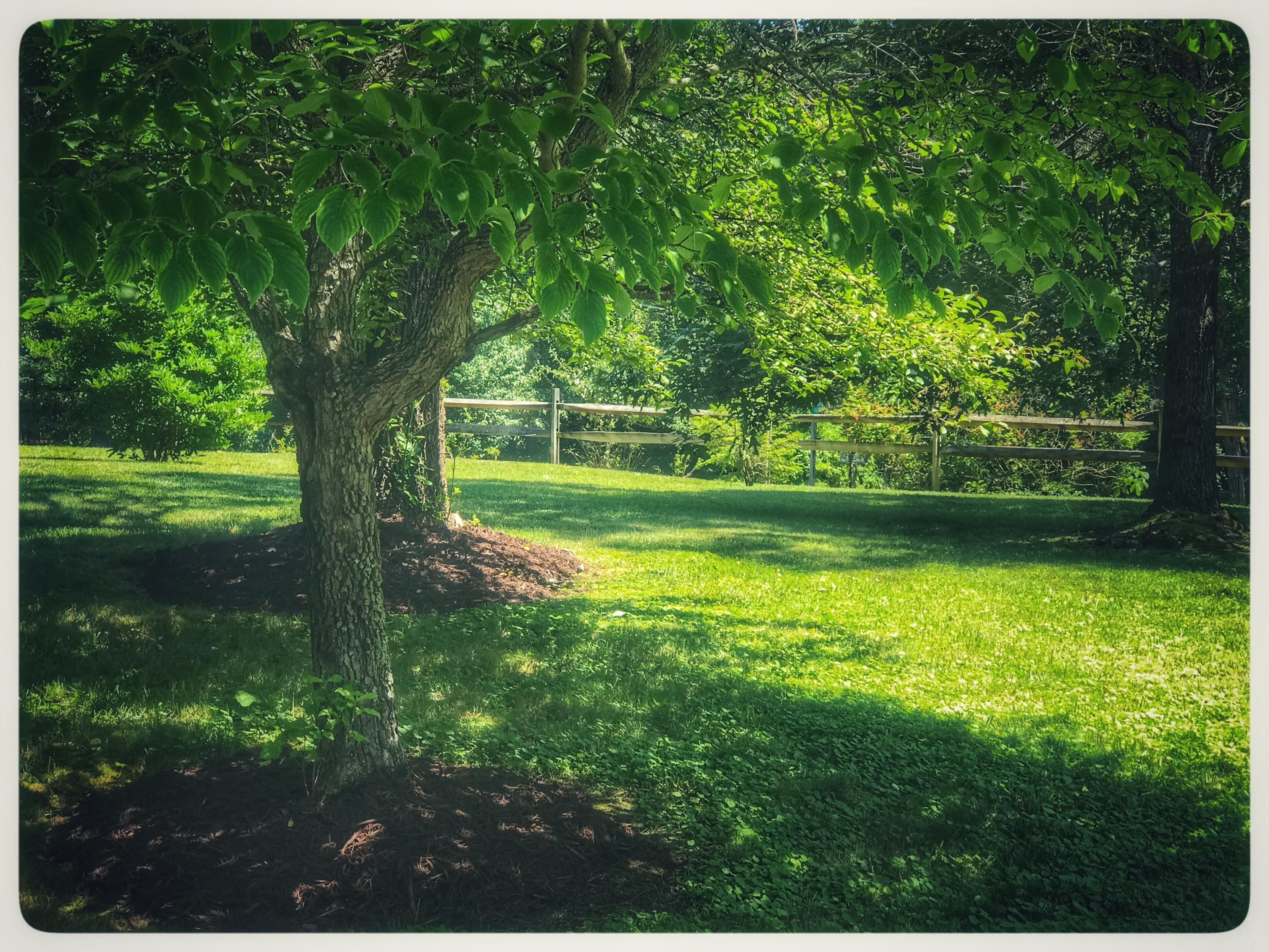 131 Highland Lake Road Union Hall, VA 24176 - Photo 12 of 75 a view of a trees in a yard