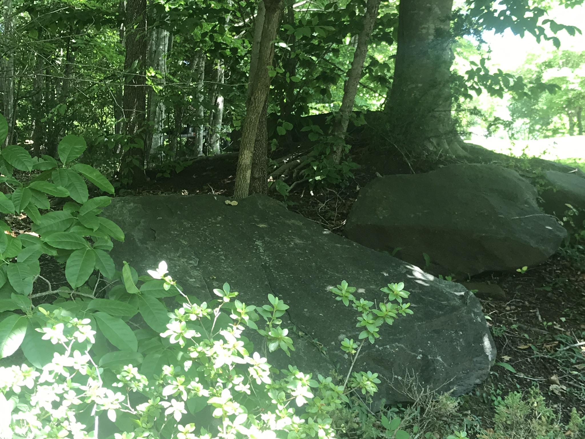131 Highland Lake Road Union Hall, VA 24176 - Photo 20 of 75 a backyard of a house with lots of green space and trees all around