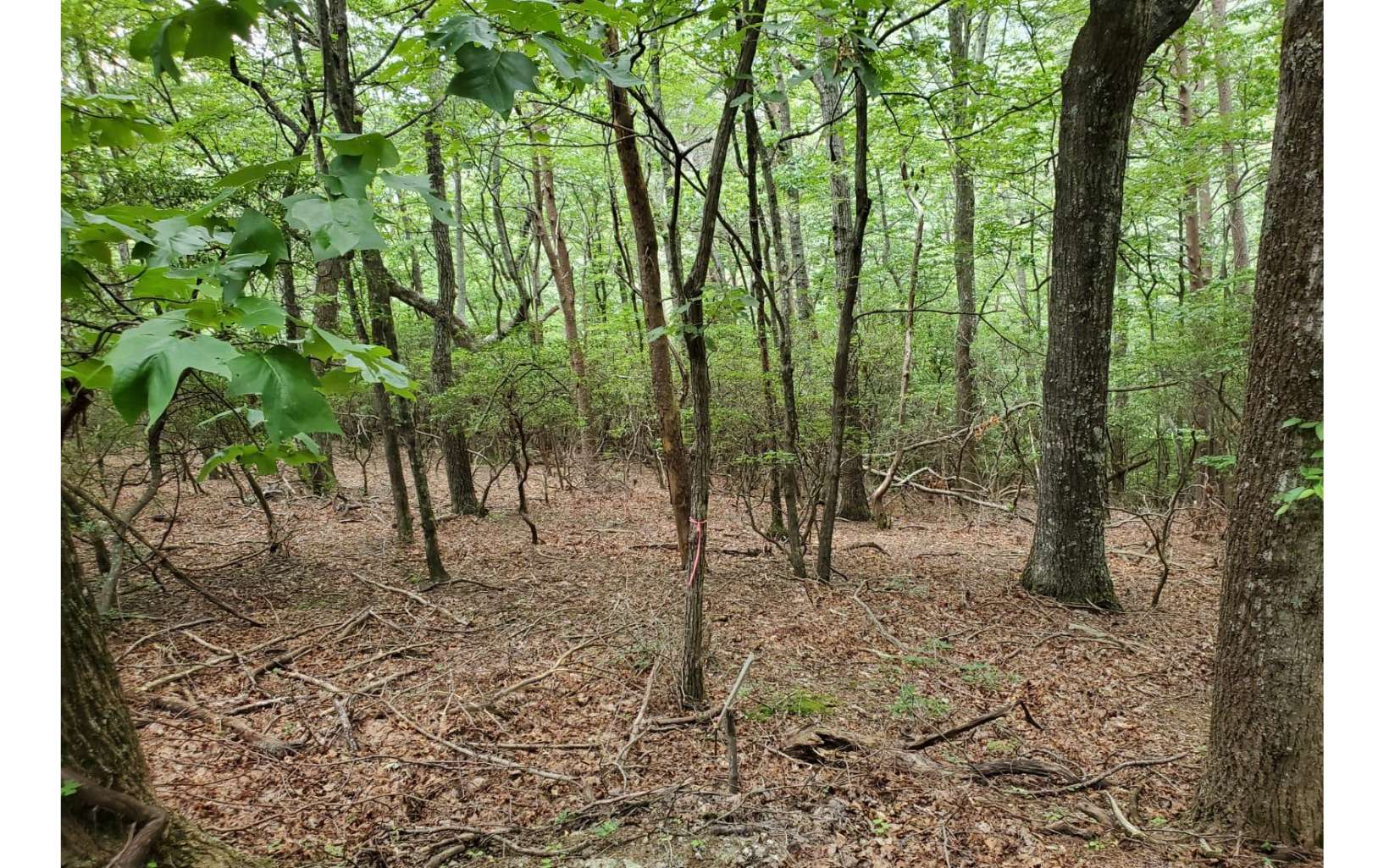 Main View