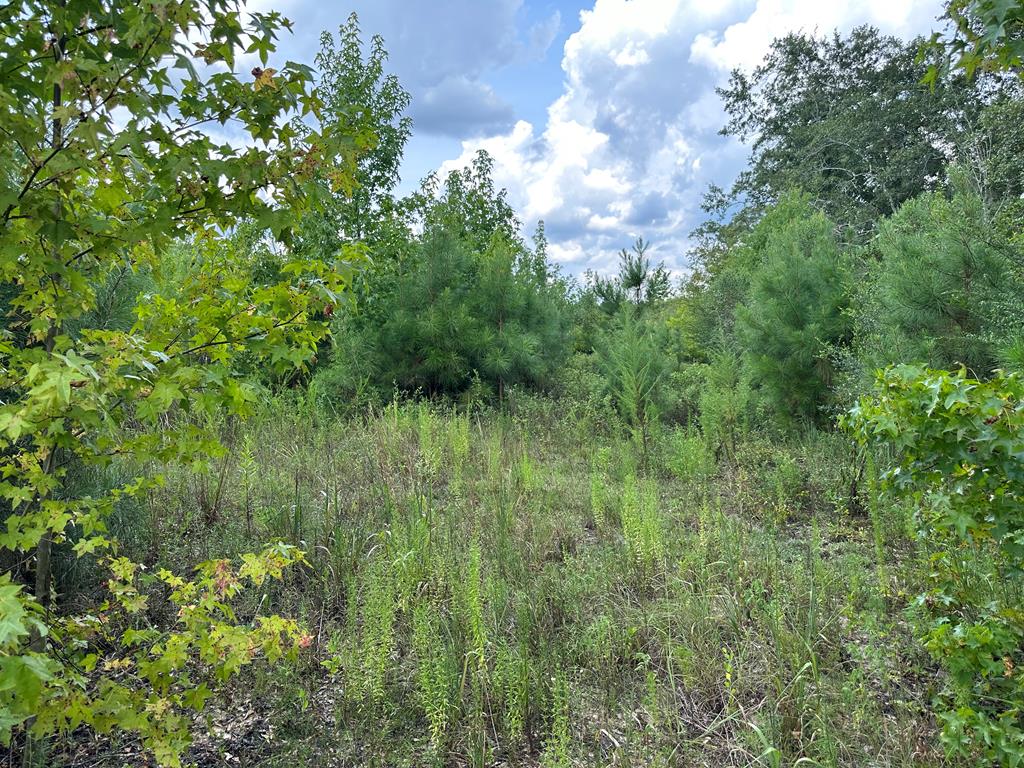 6-ac Old Elba Road Coffee Springs, AL 36318 - Photo 8 of 15