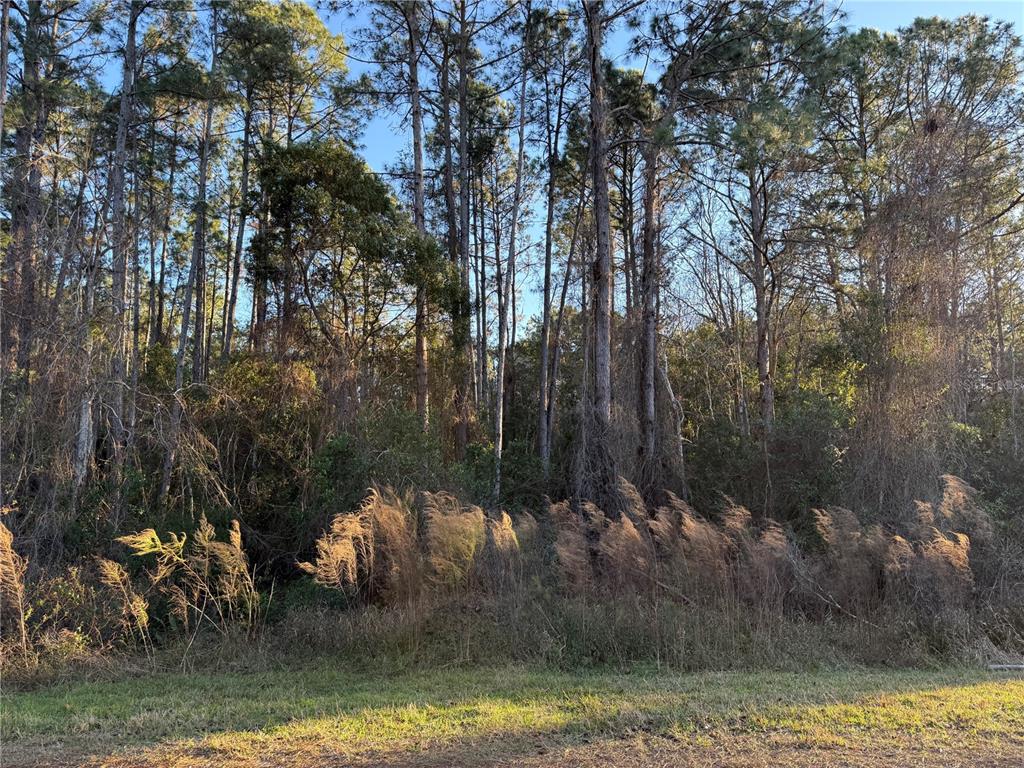 Apricot Avenue Eustis, FL 32736 - Photo 15 of 16 a view of a lake in between two trees