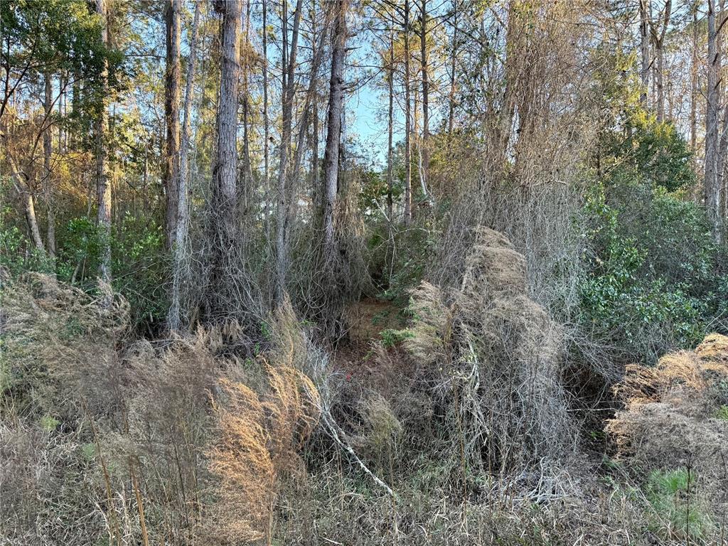 Apricot Avenue Eustis, FL 32736 - Photo 6 of 16 a view of a forest with trees in the background