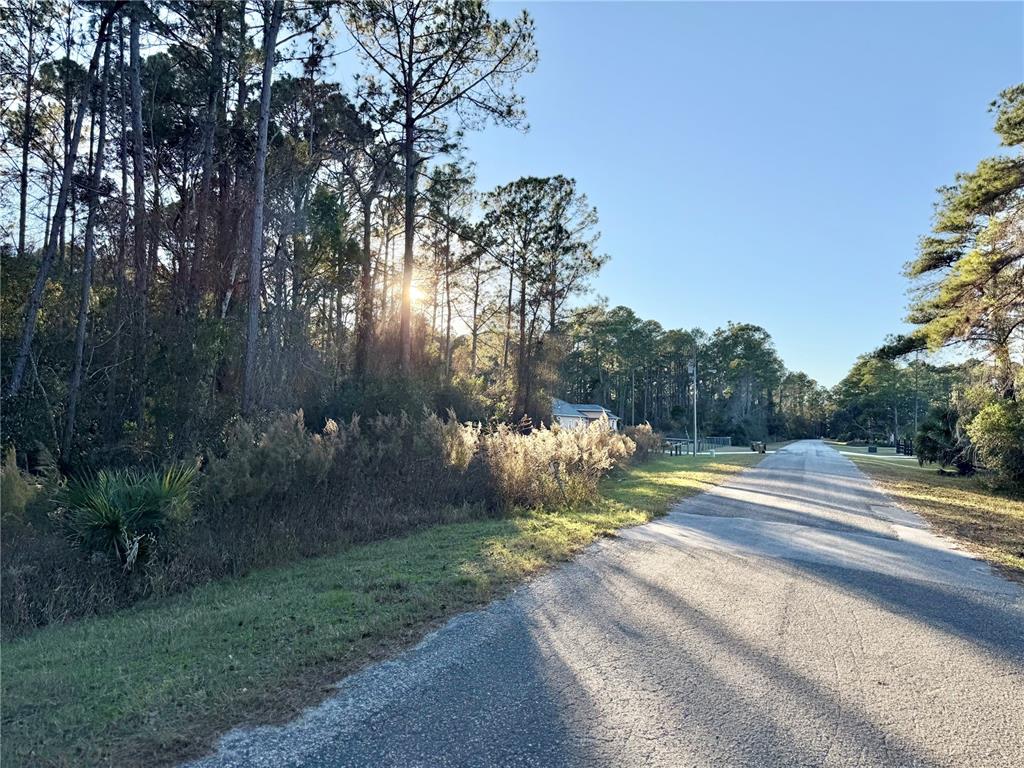 Apricot Avenue Eustis, FL 32736 - Photo 7 of 16 a view of a yard with plants and large trees