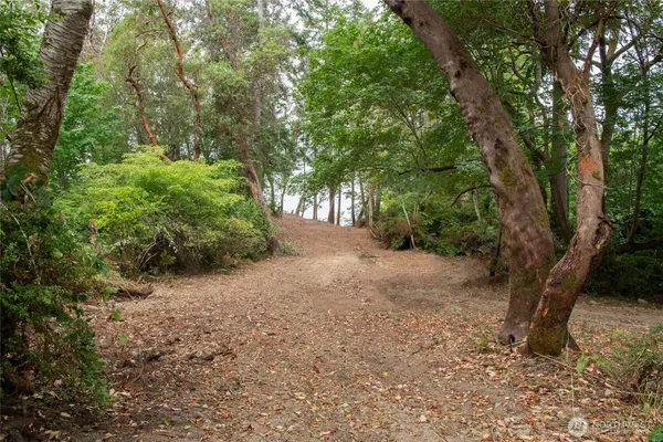 a view of a forest with trees in the background
