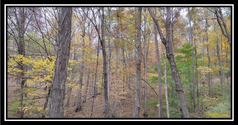 2169 Mohawk Coal Road Wellston, OH 45692 - Photo 31 of 58 image031