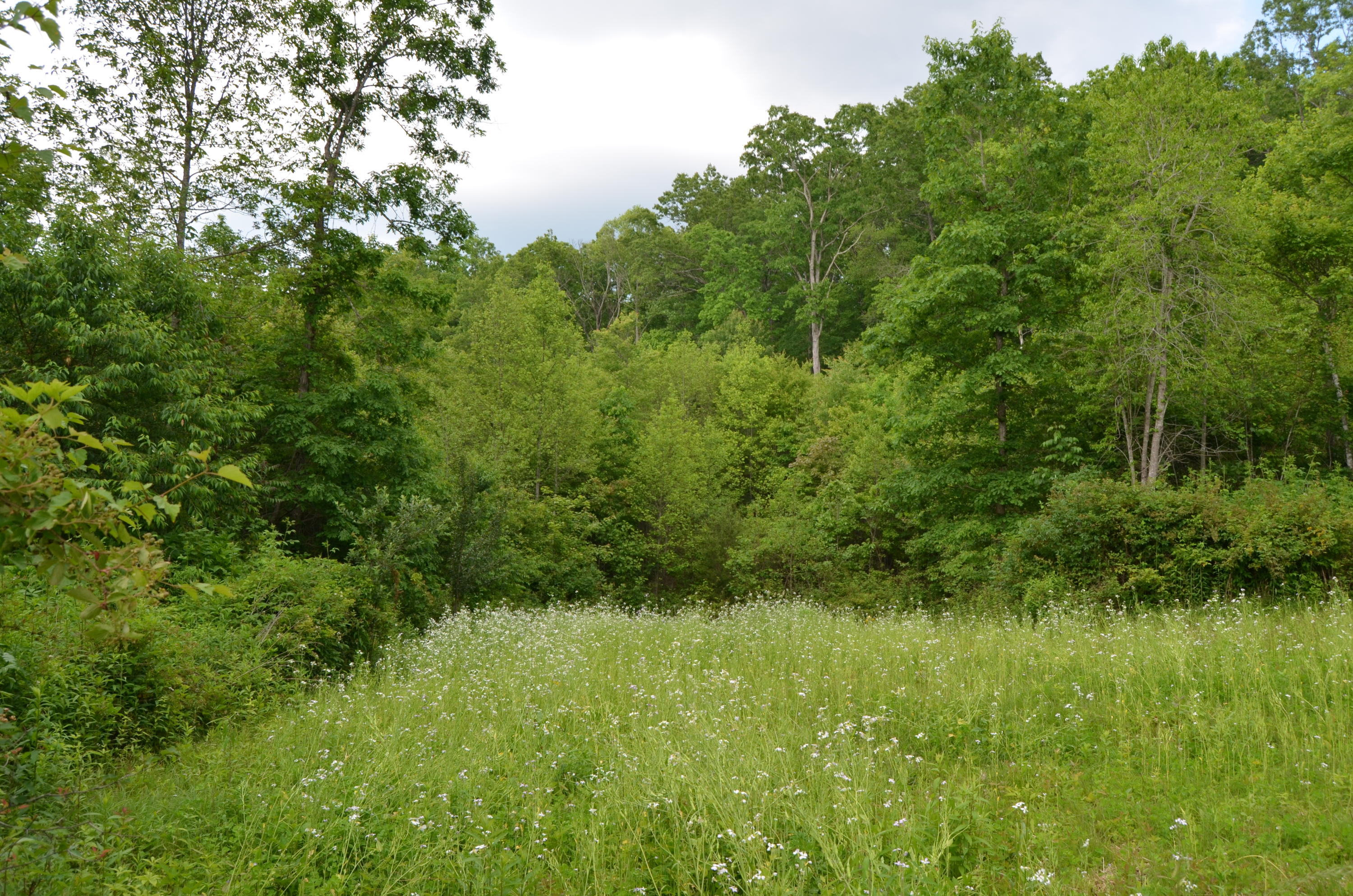 Milo Webb Road Crossville, TN 38572 - Photo 11 of 26 DSC_0529
