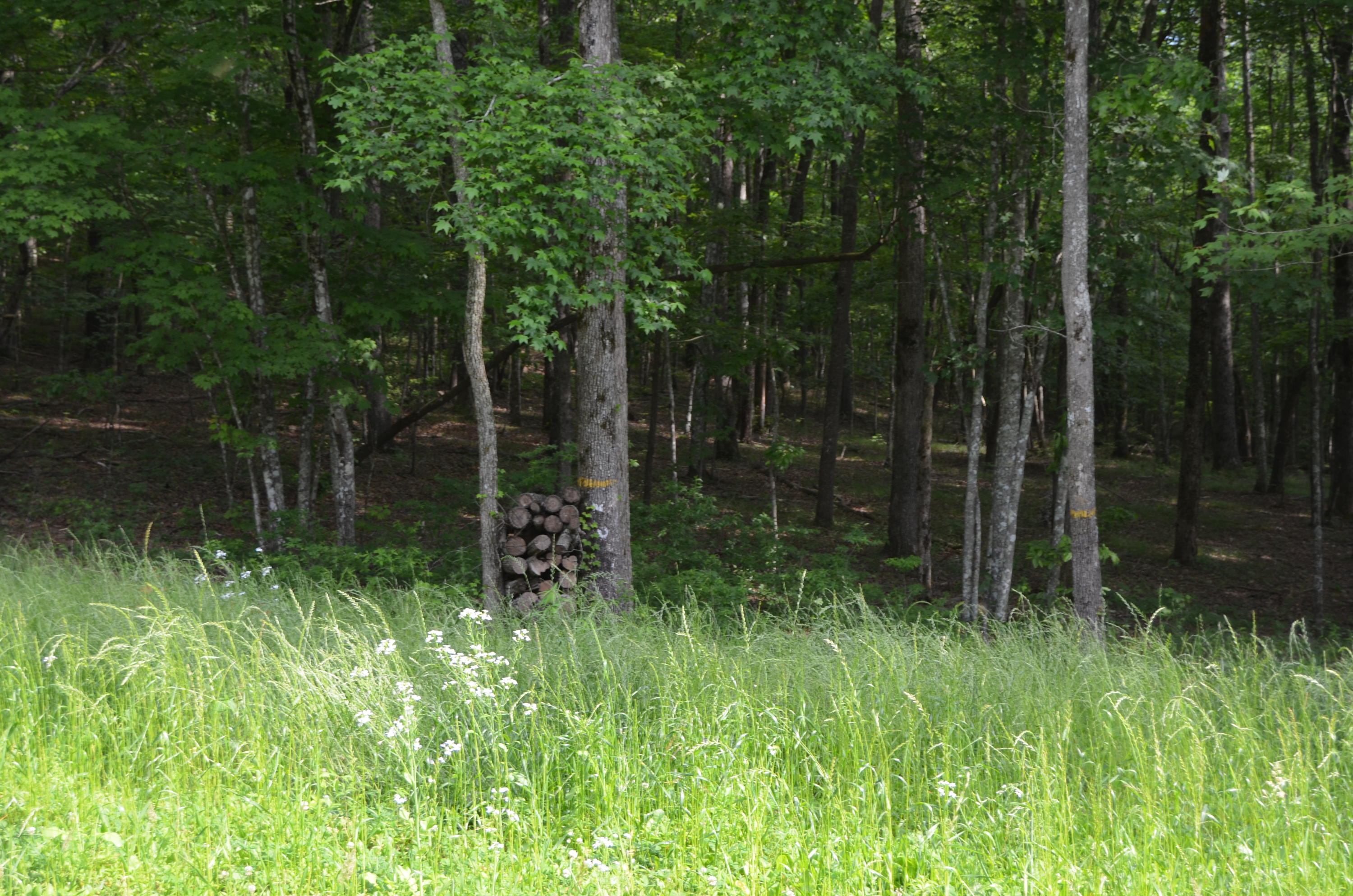 Milo Webb Road Crossville, TN 38572 - Photo 18 of 26 DSC_0540
