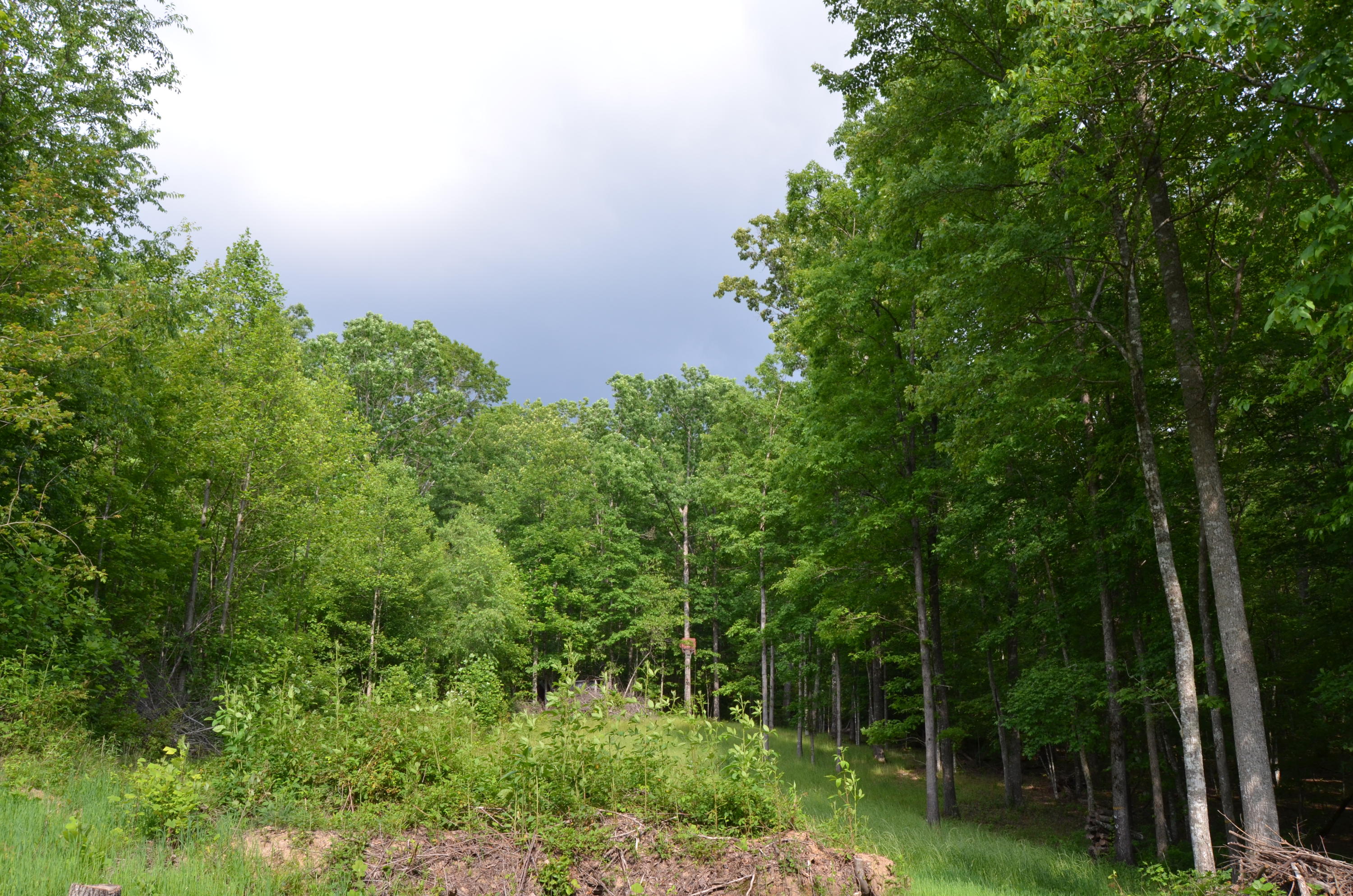 Milo Webb Road Crossville, TN 38572 - Photo 19 of 26 DSC_0542