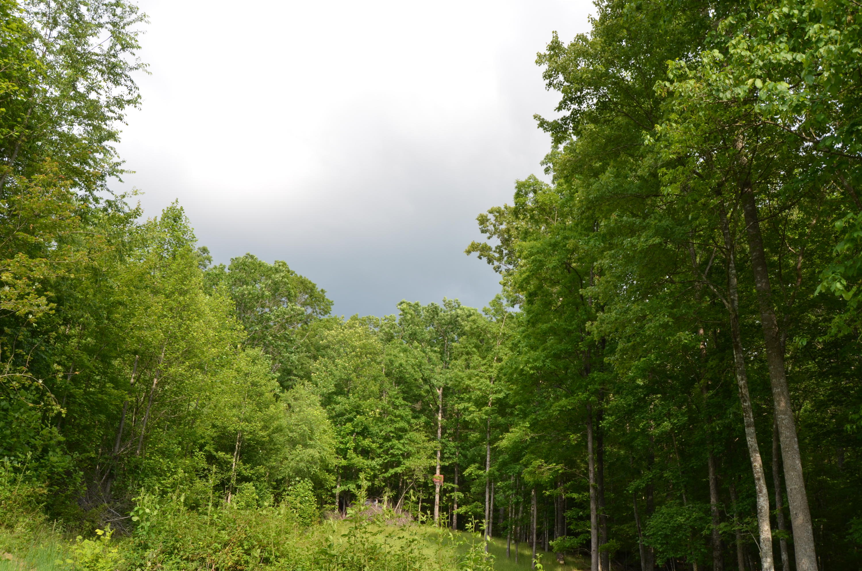 Milo Webb Road Crossville, TN 38572 - Photo 20 of 26 DSC_0544