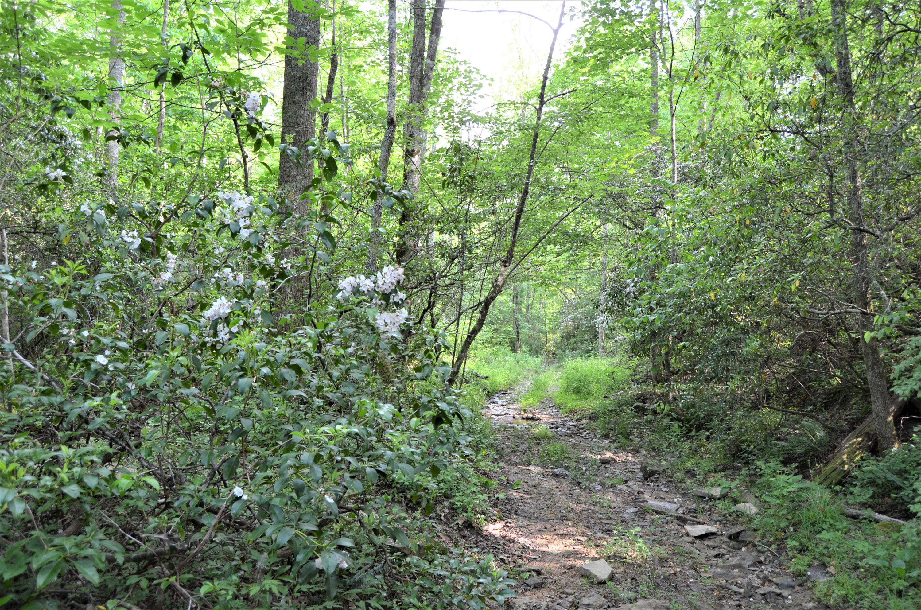 Milo Webb Road Crossville, TN 38572 - Photo 25 of 26 DSC_0554
