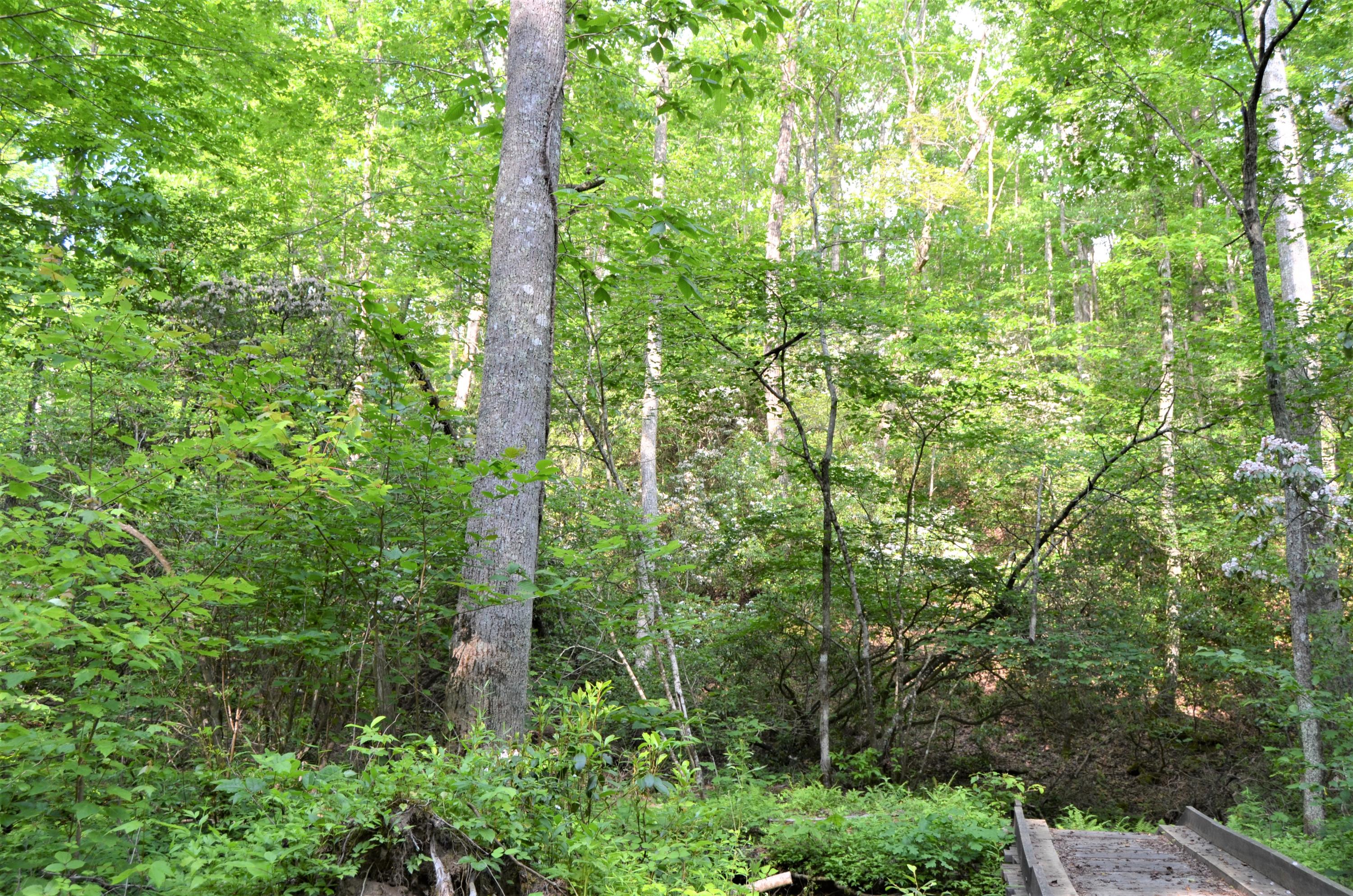 Milo Webb Road Crossville, TN 38572 - Photo 26 of 26 DSC_0556