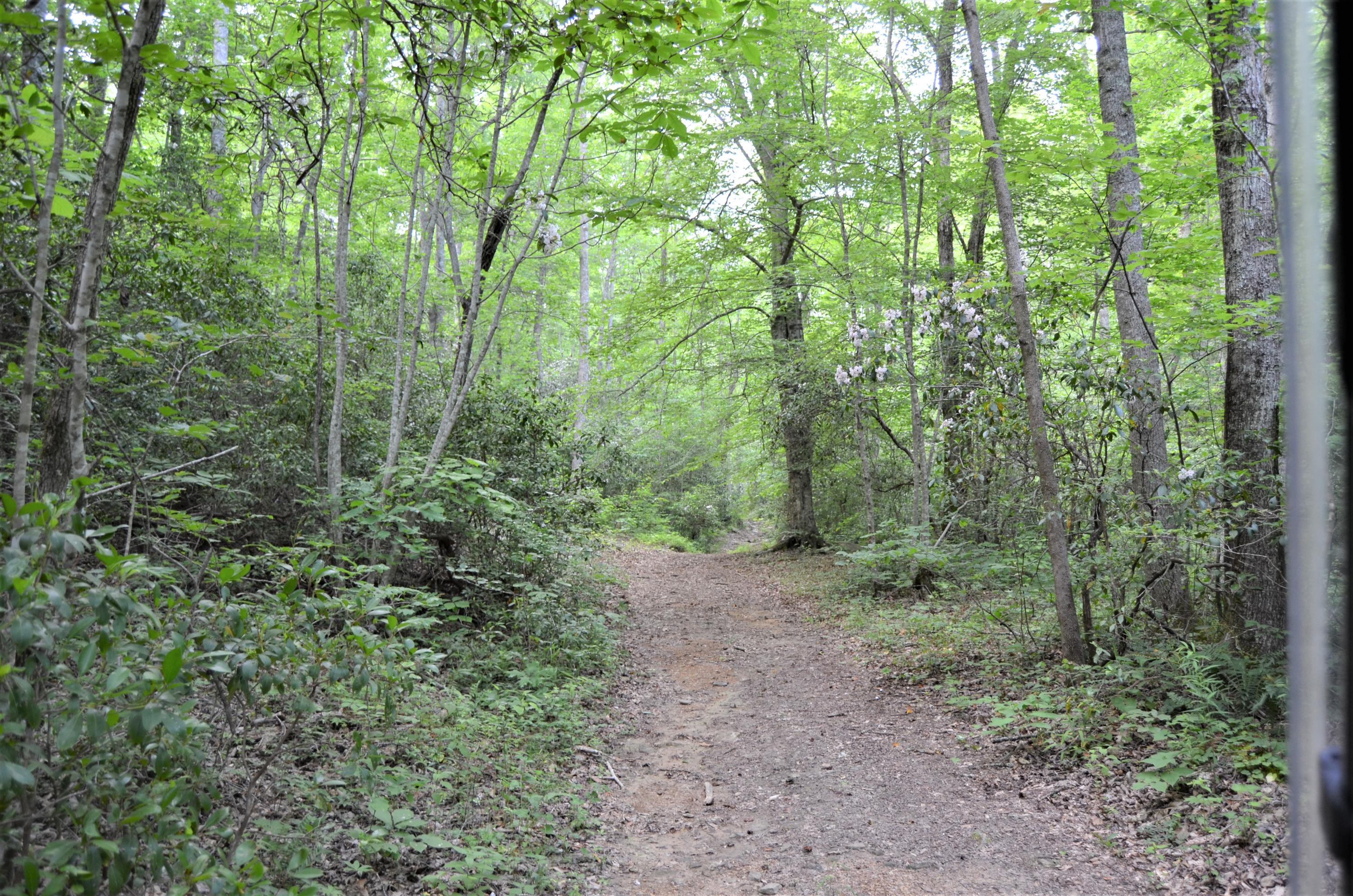 Milo Webb Road Crossville, TN 38572 - Photo 6 of 26 Road through property