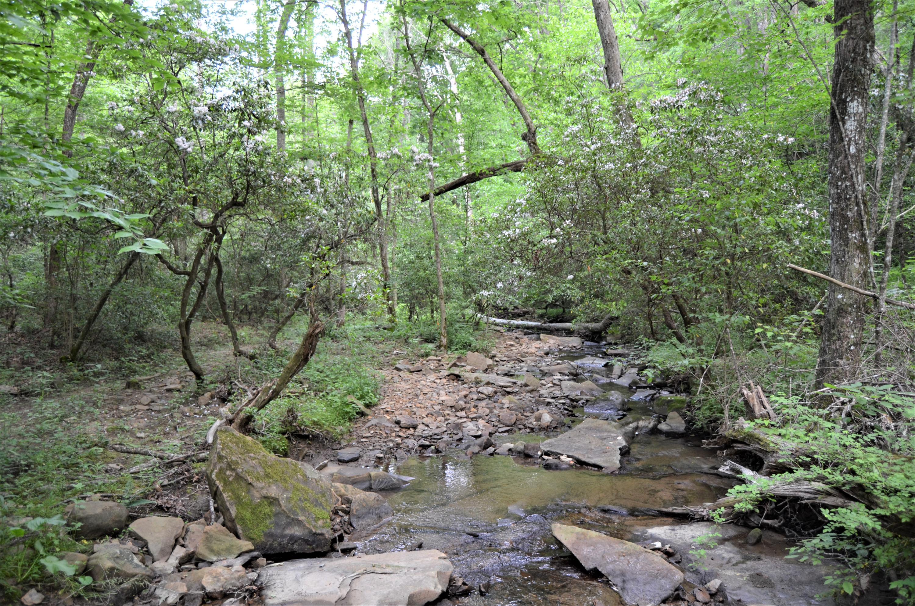Milo Webb Road Crossville, TN 38572 - Photo 7 of 26 DSC_0523