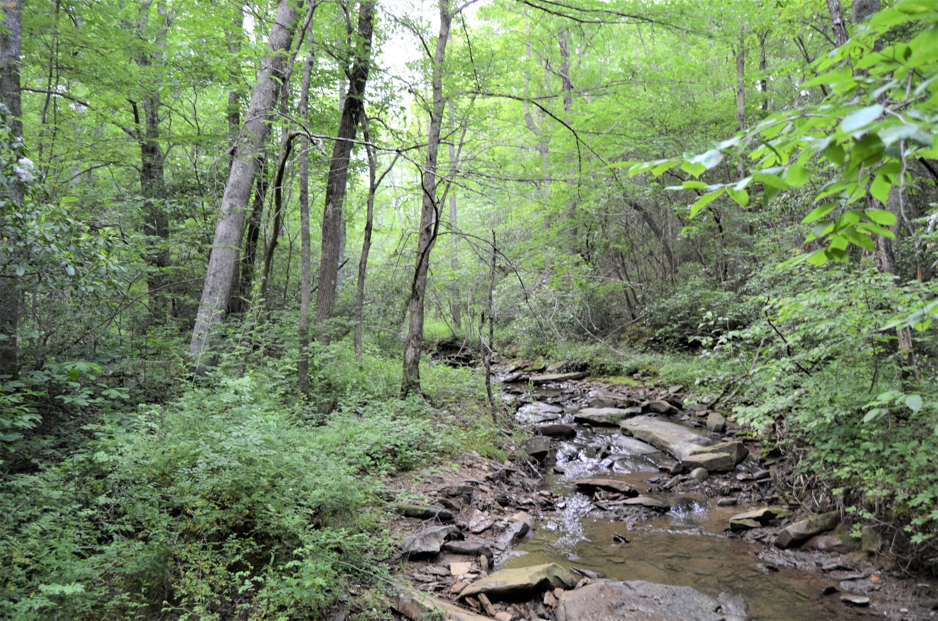 Milo Webb Road Crossville, TN 38572 - Photo 8 of 26 DSC_0524