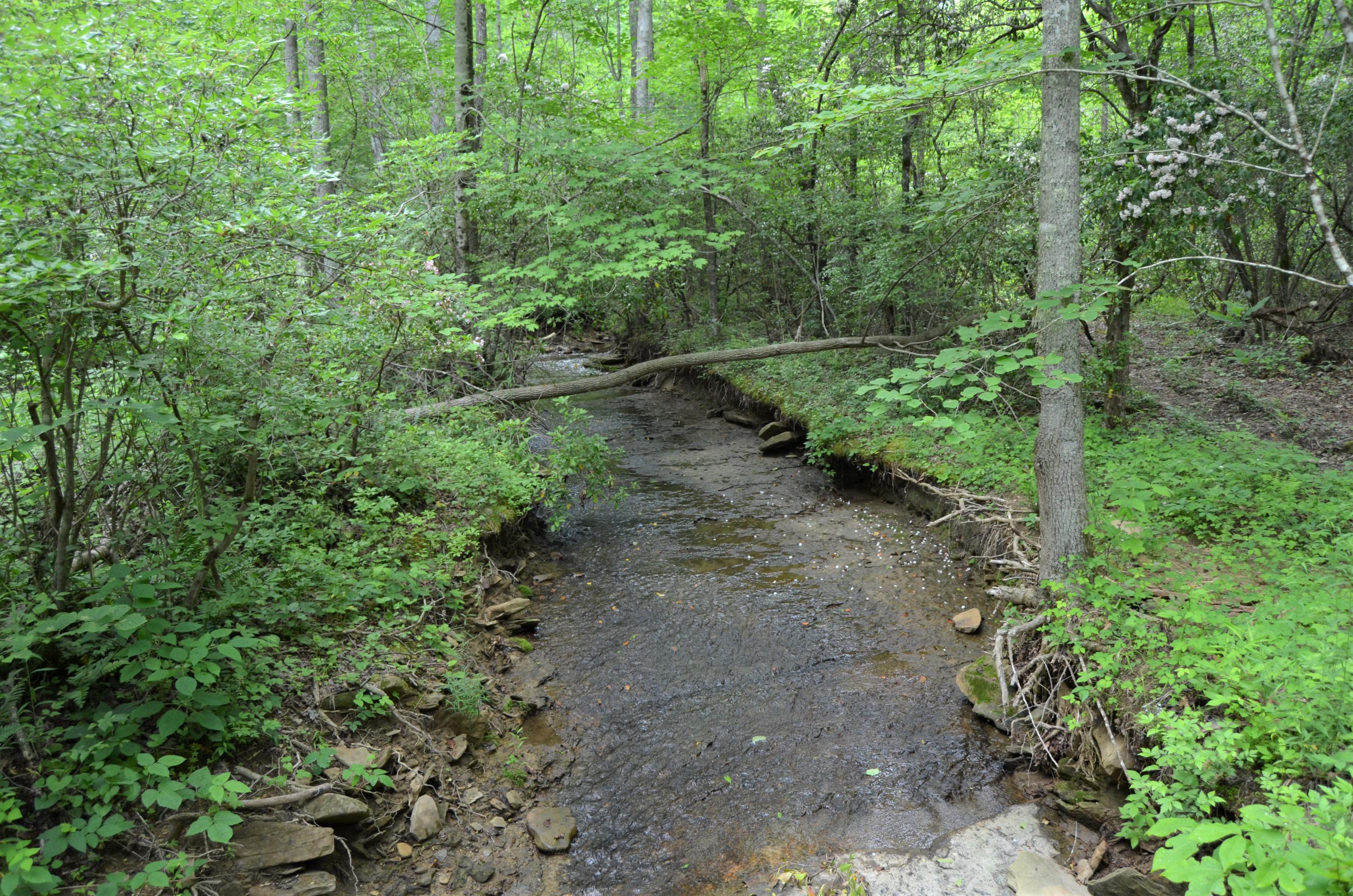 Milo Webb Road Crossville, TN 38572 - Photo 10 of 26 DSC_0528