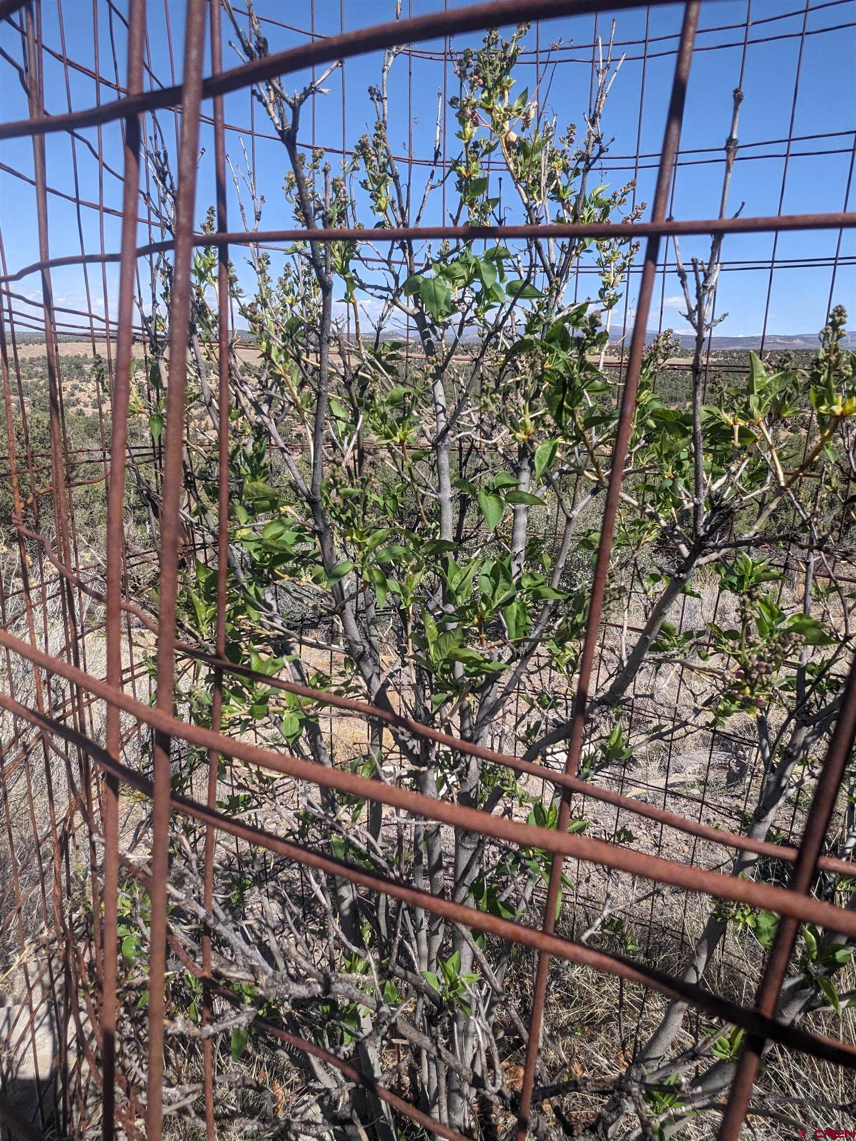 30822 Mailbox Park Road Redvale, CO 81431 - Photo 21 of 32 a picture of a tree