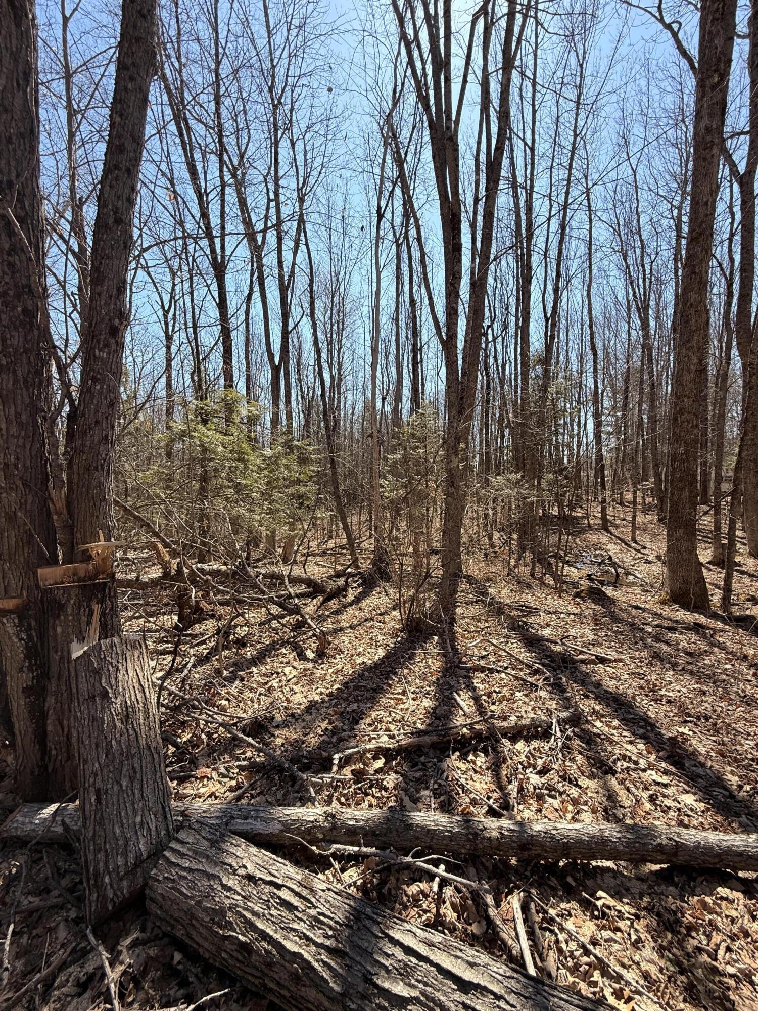 186 Transalpine Road Lincoln, ME 04457 - Photo 26 of 27 IMG_0606