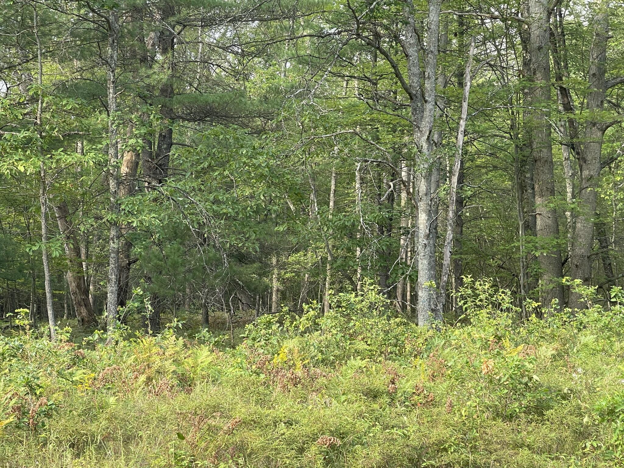 Hoxeyville Road Wellston, MI 49689 - Photo 5 of 8 IMG_0615