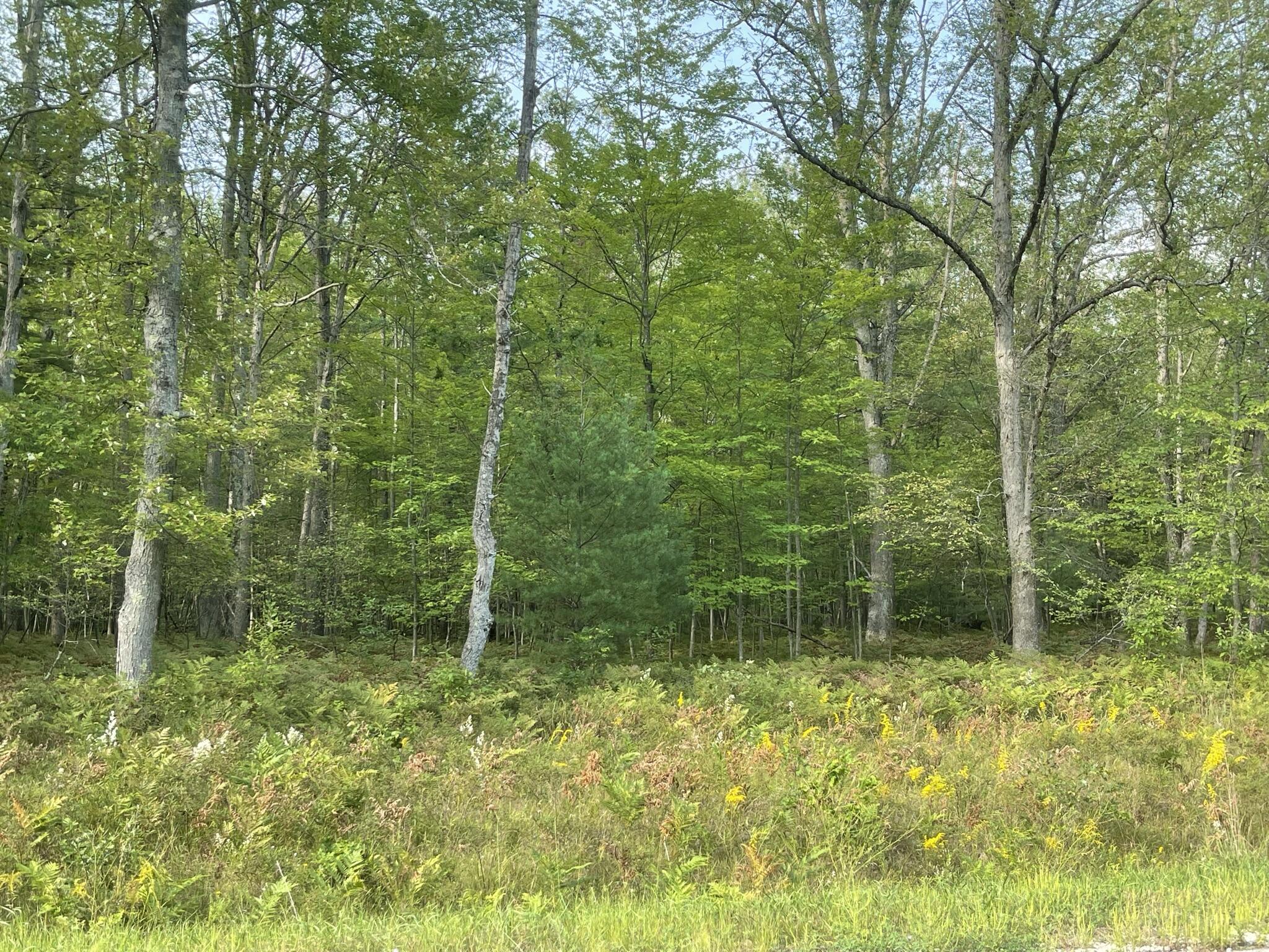 Hoxeyville Road Wellston, MI 49689 - Photo 6 of 8 IMG_0616