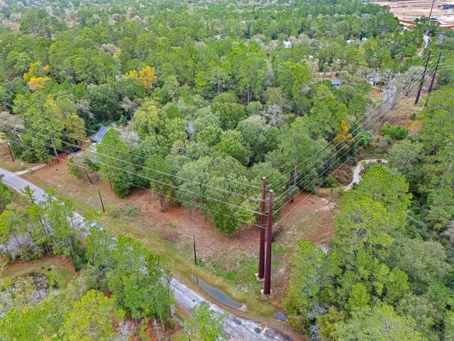 a view of a forest with a tree