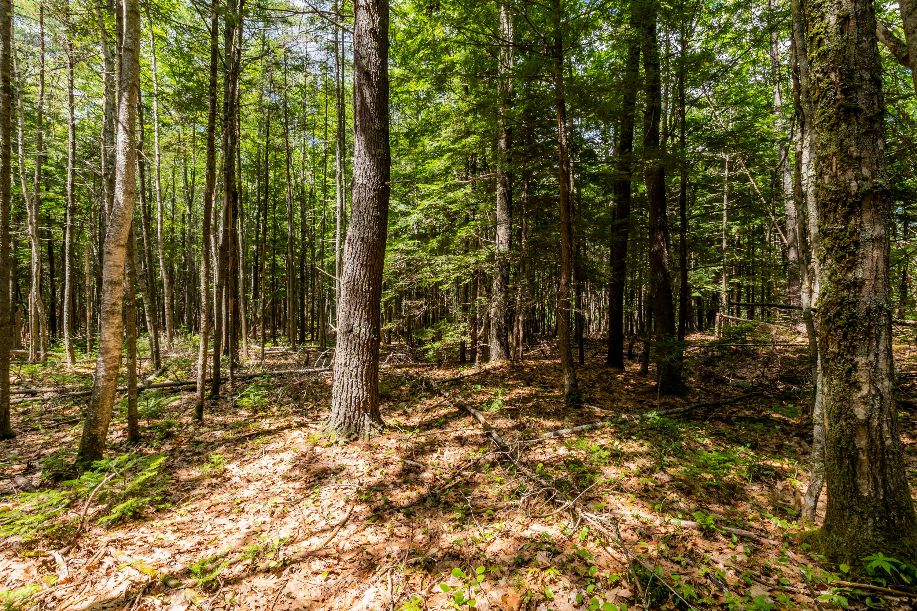 294 Arundel Road Kennebunkport, ME 04046 - Photo 56 of 68 20220713ms-81059