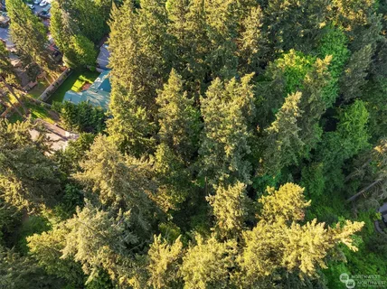 a view of a tree in a yard