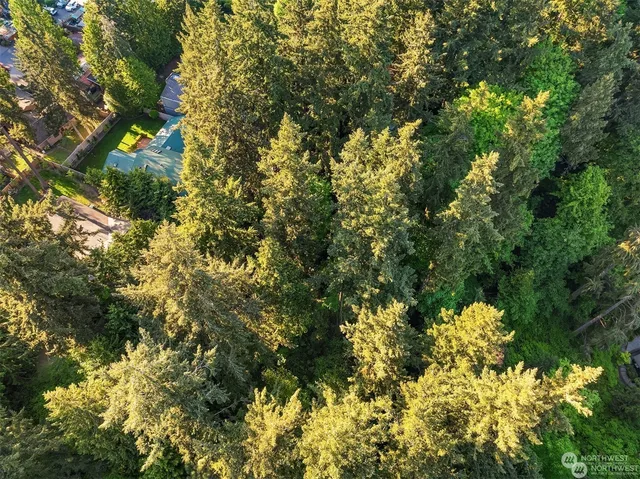 a view of a tree in a yard