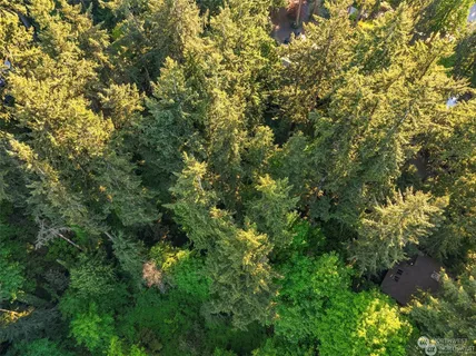 a view of a lush green forest