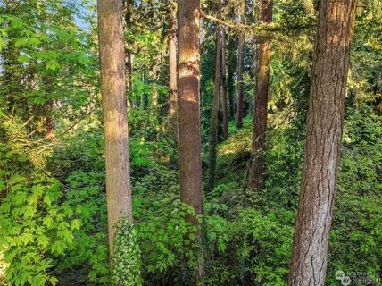 a close up of a tree in a garden