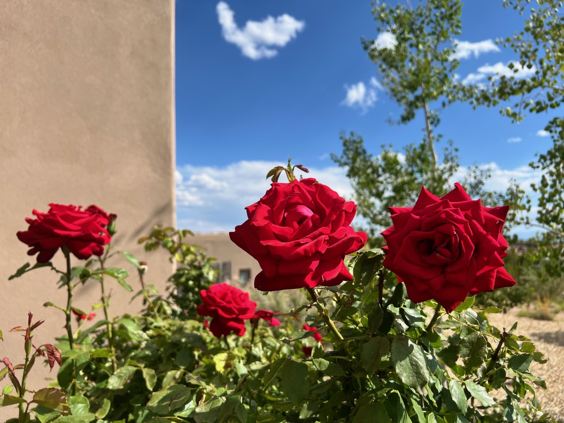 12 Via Optima Santa Fe, NM 87507 - Photo 48 of 60