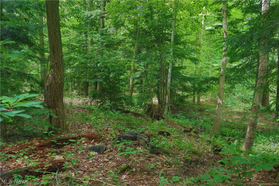 7250 Brakeman Road Painesville, OH 44077 - Photo 9 of 17 Wooded grounds featuring mature trees and lush undergrowth