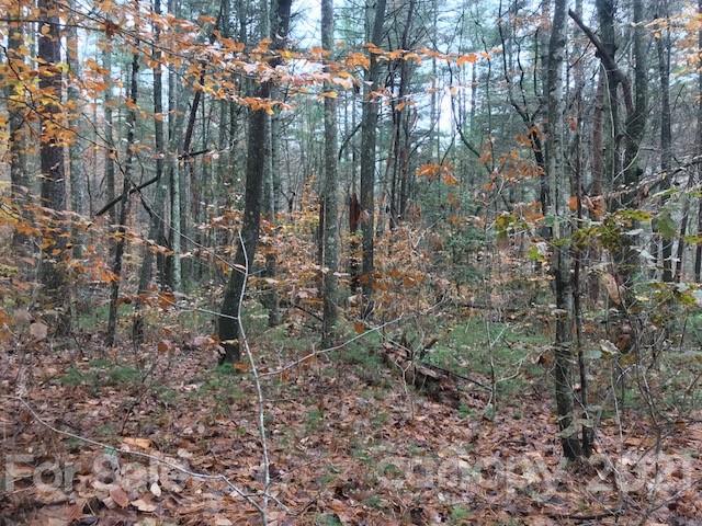 0 Hebron Road Hendersonville, NC 28739 - Photo 3 of 28 a view of a forest with lots of trees