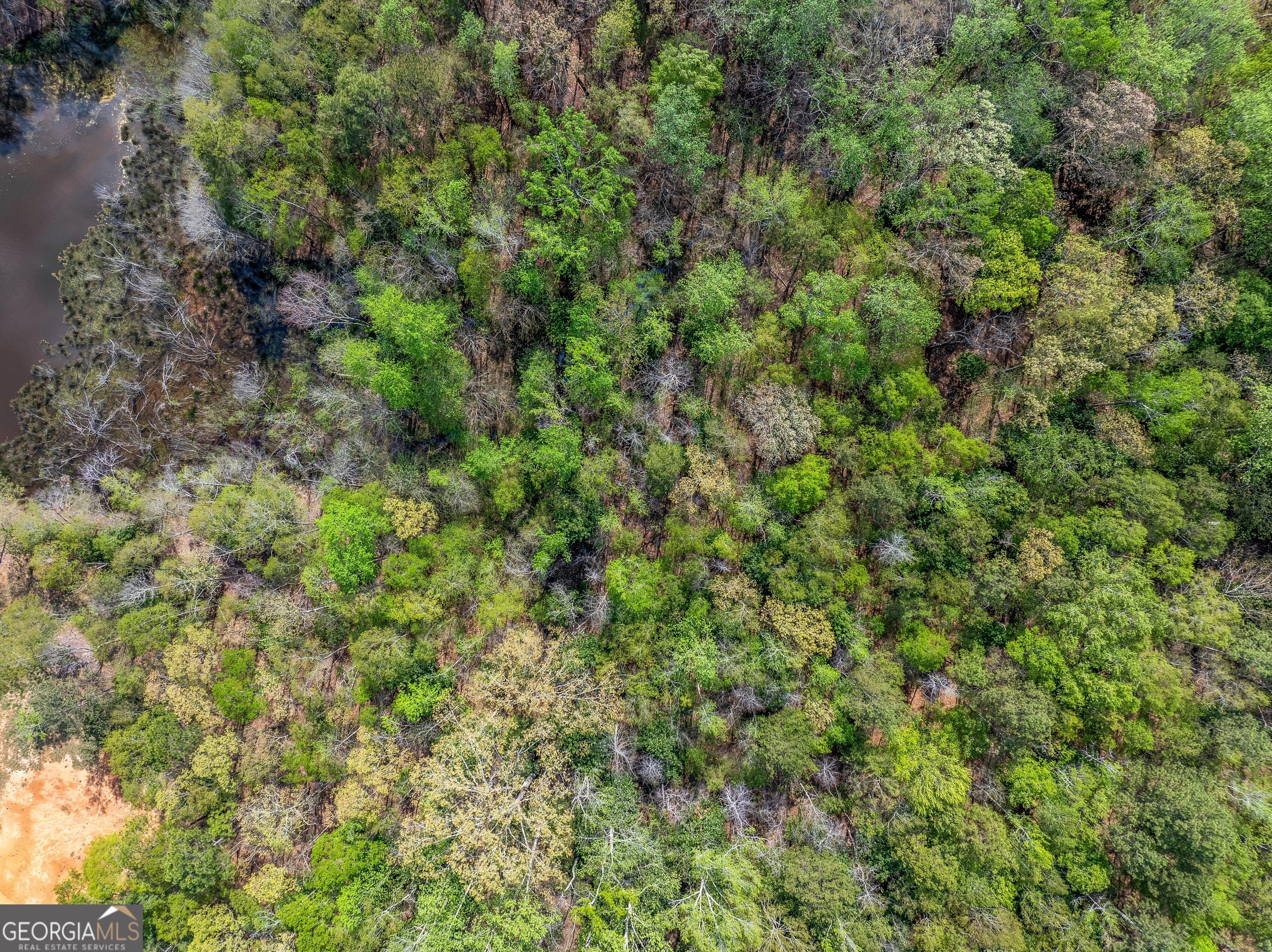 132 Melody Point Hartwell, GA 30643 - Photo 6 of 20 a view of a forest with a tree