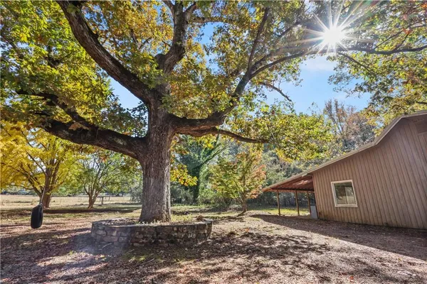 a picture of tree